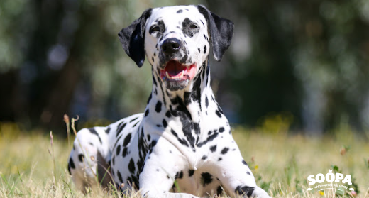 Best Low Purine Dog Treats: What Are Purines and Are Soopa Treats Suitable?