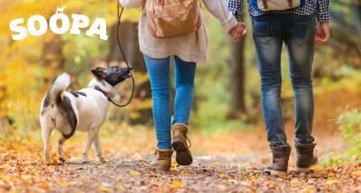 Long Walks and Healthy Snacks: How to Make the Most of Autumn with Your Dog