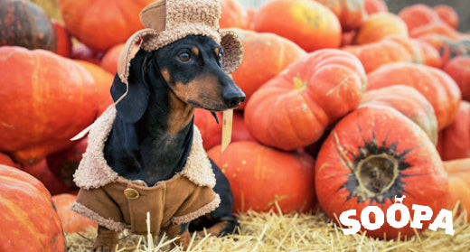 Are pumpkins outlet okay for dogs