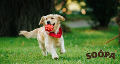 Enrichment Activities For Your Dogs