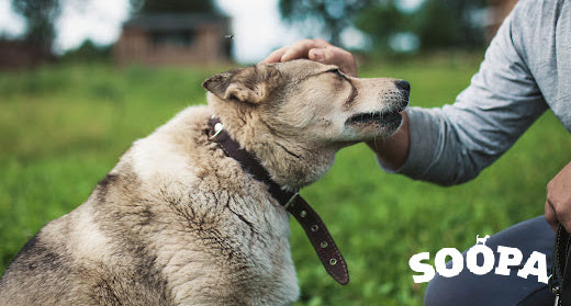 All You Need To Know About Hypoallergenic Treats?