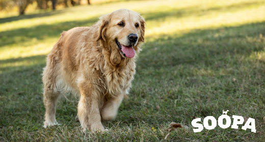 Supporting Senior Dogs