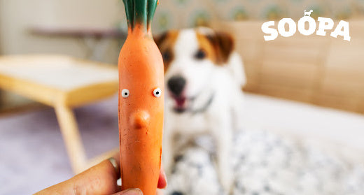 Are Carrots Good For Dogs? What You NEED To Know