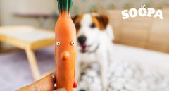 Are Carrots Good For Dogs? What You NEED To Know Soopa Pets