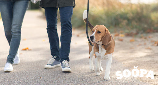 Understanding your Dog’s Poop