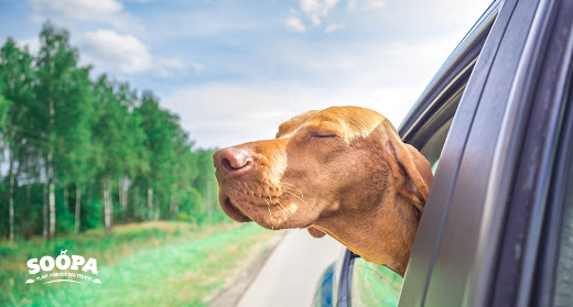 Dog Travel Sickness: Causes, Symptoms & Natural Remedies | Ginger for Dog Nausea
