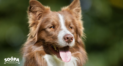 Omega 3 for Dogs: Benefits, Sources & Supplements