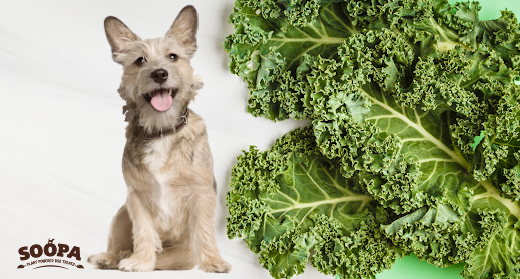 Can Dogs Eat Kale? Benefits, Risks & How to Feed It Safely