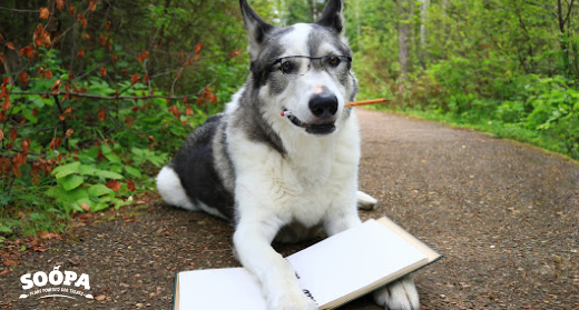 Back to School Dog Separation Anxiety: Signs, Causes & How to Help