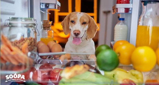 Top 5 Autumn Fruits and Vegetables for Dogs