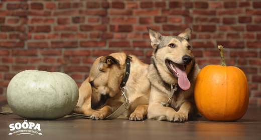 DOGS LAYING WITH PUMPKINS