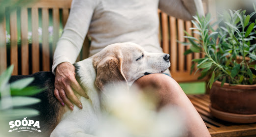 Deaf Dog Awareness Week 2026: How to Communicate With and Care for a Deaf Dog