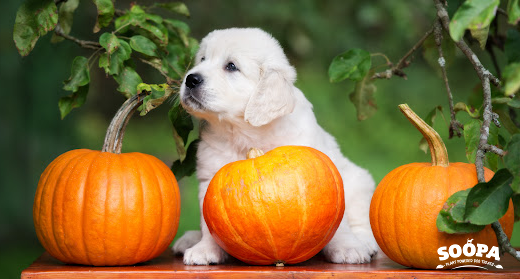 Dog Friendly Pumpkin Patches: Best Pick Your Own Farms to Visit This Autumn