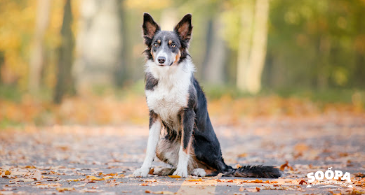 10 Autumn Dangers for Dogs: Seasonal Hazards Every Dog Owner Should Know