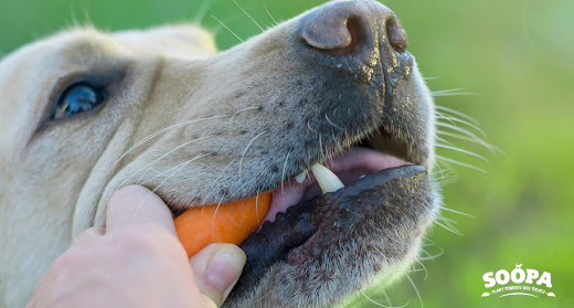Can Dogs Eat a Vegan Diet? The Truth by a Canine Nutritionist
