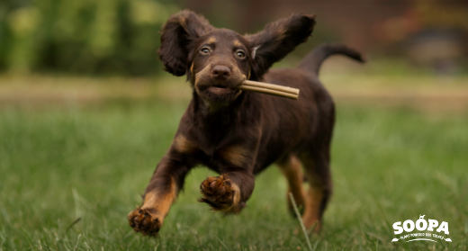 10 Reasons to Choose Vegan Dog Treats for Your Dog