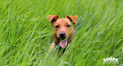Giardia in Dogs: Symptoms, Treatment & Cleaning Tips