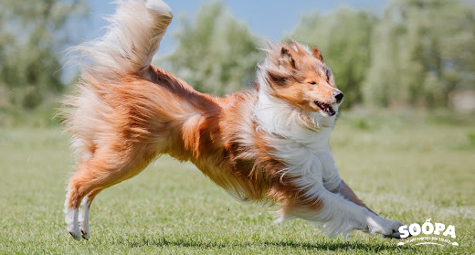 Why Fibre Is So Important for Dogs