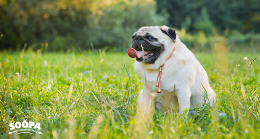 Does Your Dog Need to Lose Weight? Signs & Weight Loss Tips