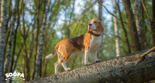 Does Your Dog Need Supplements? What’s Worth It, And What’s Probably Wasting Your Money