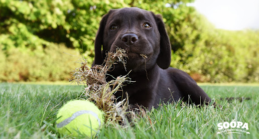 Why Do Dogs Eat Grass? 8 Common Reasons Your Dog Loves a Little Lawn Snack