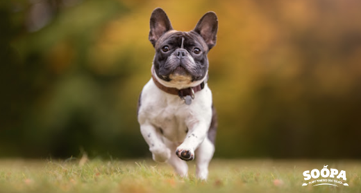 Bladder Stones in Dogs: How Diet Can Help Support Urinary Health