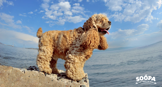 Top 5 Tips to Keep Your Dog as Healthy as Possible — From a Canine Nutrition Expert