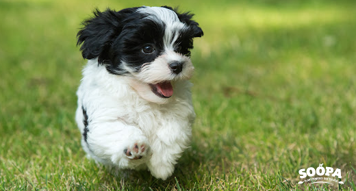 Best Hypoallergenic Dog Treats for Dogs with Allergies and Sensitive Stomachs
