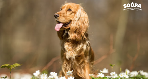 Healthy Dog Treats for Dogs With Reflux: What Should You Choose