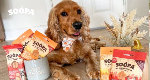 Why is Cinnamon Good for Dogs? A Bark-worthy Year-Round Treat!