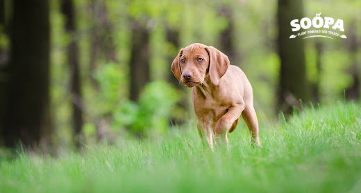 The Truth About Fillers in Dog Treats: What You Need to Know