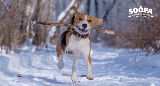 Boost Your Dog’s Immune Health This Winter with Soopa!