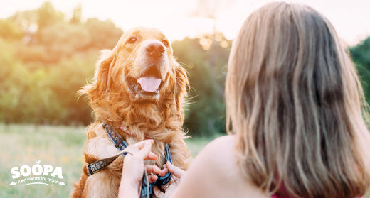 Best Ingredients for Diabetic Dog Treats (And What to Avoid)