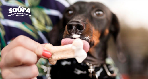 11 Best Frozen Dog Treats Your Pup Will Love