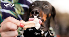 11 Best Frozen Dog Treats Your Pup Will Love