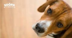 Can Diabetic Dogs Have Treats? Vet-Approved Guidance for Pet