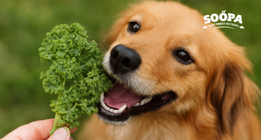 Can Dogs Eat Kale? Your Ultimate Guide to Kale for Dogs