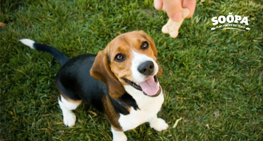 How Often Should You Give Treats to a Diabetic Dog?