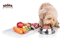 The TOP 50 Foods That Are Safe For Your Diabetic Dog