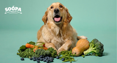 Best Vegetables for Dogs With Pancreatitis (And Which to Avoid)