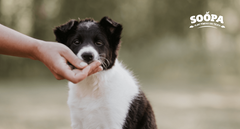 What’s the Best Dog Treats for Puppies for Training?