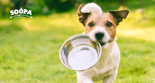 How To Put Weight On Your Dog: A Complete Guide for Pet Parents