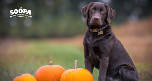 Can Dogs Eat Pumpkin? A Complete Guide to Pumpkin for Dogs