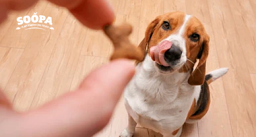 Human Grade Dog Treats: What Pet Owners Need to Know