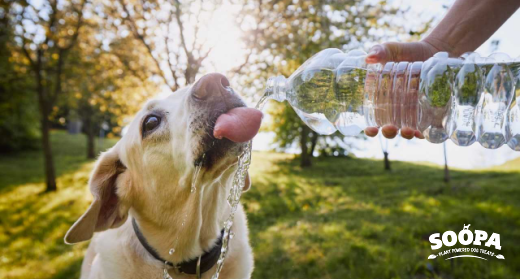 How to Help Your Dog in Hot Weather