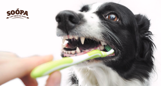 How to Freshen Dog Breath: 5 Proven Ways That Actually Work