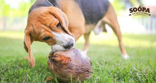 How to Use Coconut Oil to Freshen Dog’s Breath Naturally