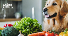 Best Vegetables for Dogs With Kidney Disease (and Which to Avoid)