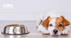 How Much Calories Does My Dog Need? A Dog Nutritionist Answers