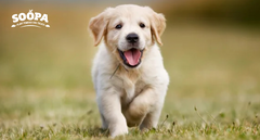 How Many Treats Should a Puppy Have Per Day? A Healthy Feeding Guide